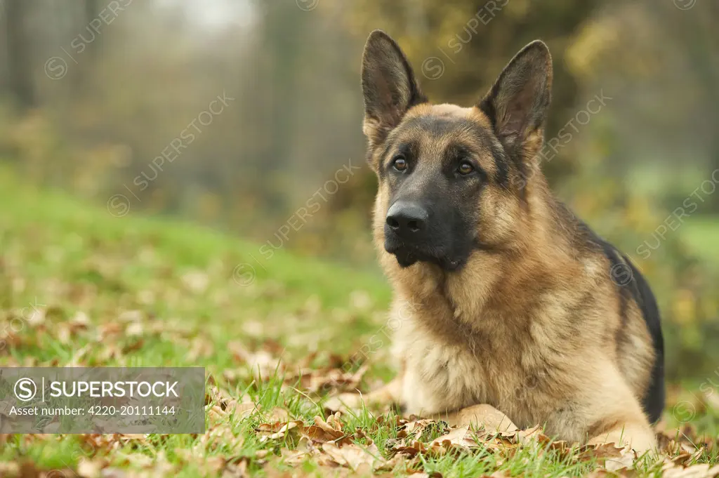 Dog - German Shepherd - adult 