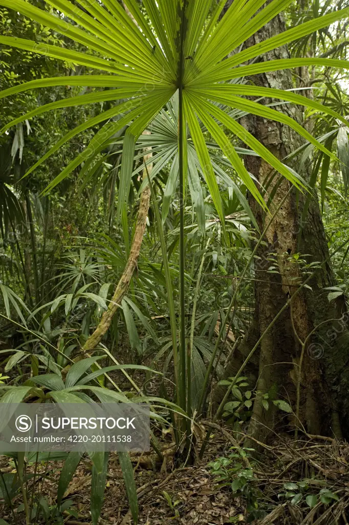 Rainforest . Guatemala.