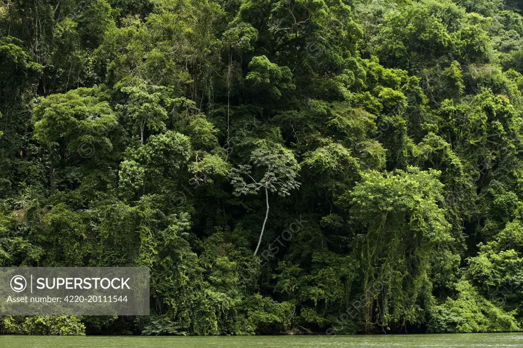 Rio Dulce region - Rainforest . Guatemala.