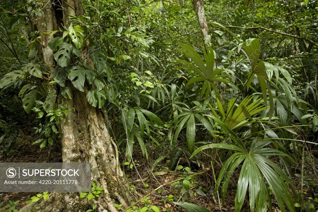 Guatemala - rainforest 