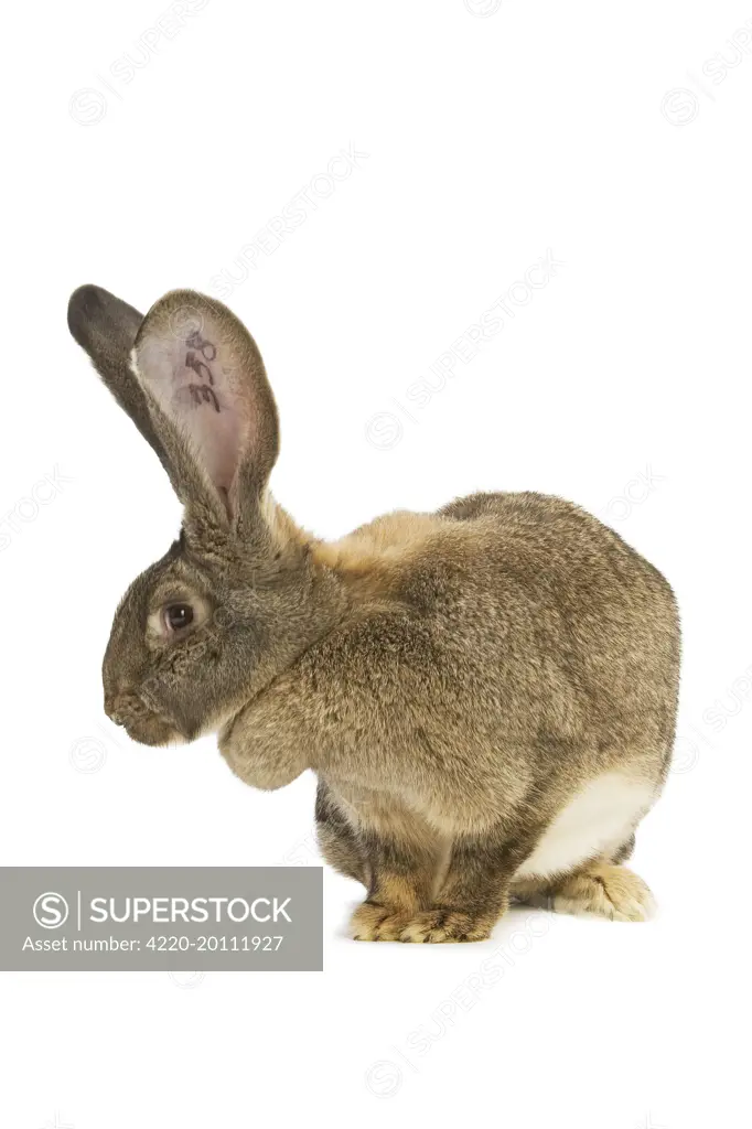 Flemish Giant Rabbit - in studio showing identifying tattoo in ear. 