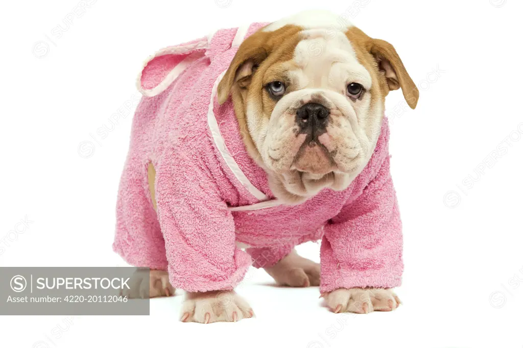 English hotsell bulldog dress