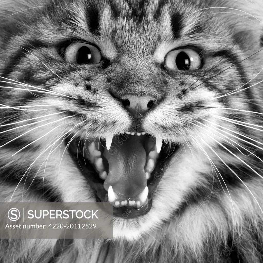 Maine coon cat - close-up of face, mouth open. Black &amp; white 