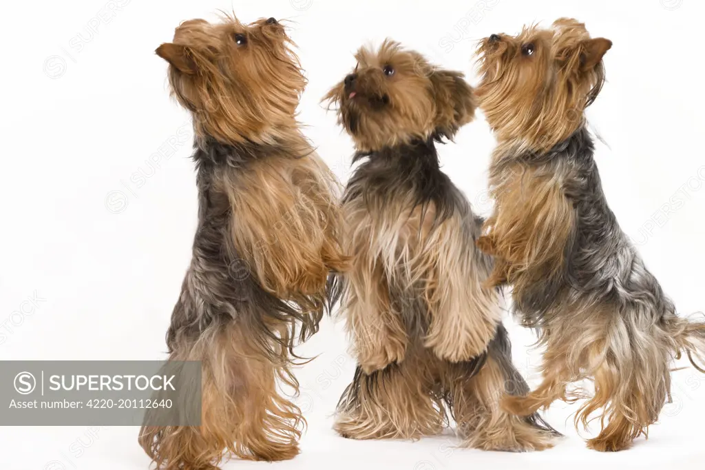 Dog - Yorkshire terrier - three on hind legs 