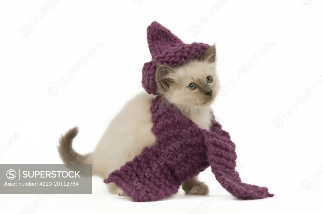 Cat - Birman - kitten wearing purple hat &amp; scarf 