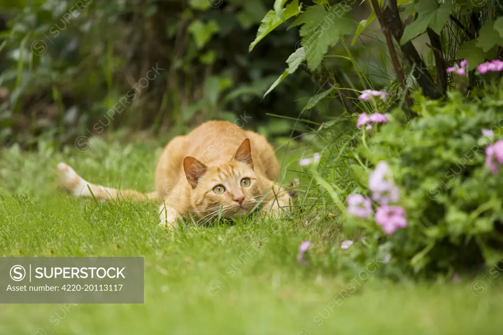 Cat - Ginger cat crouching in garden watching prey ready to pounce 