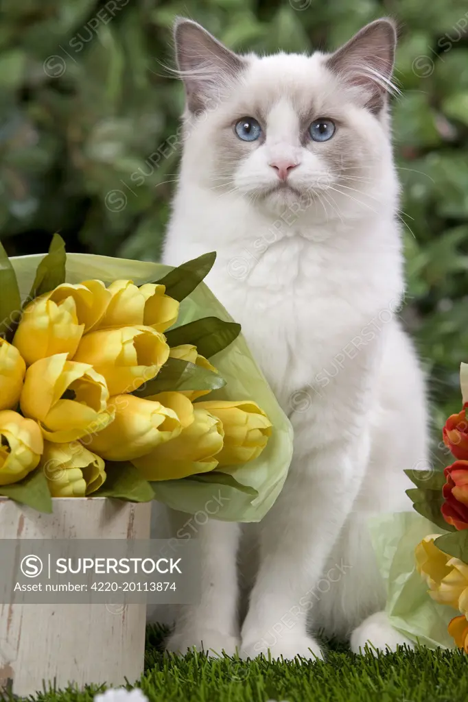 Ragdoll Cat - with flowers 