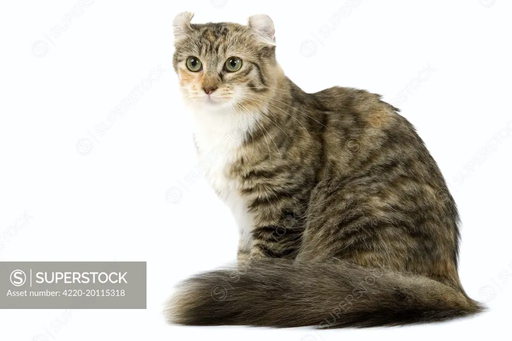 Cat - American Curl - Brown tortie blotched tabby &amp; white 