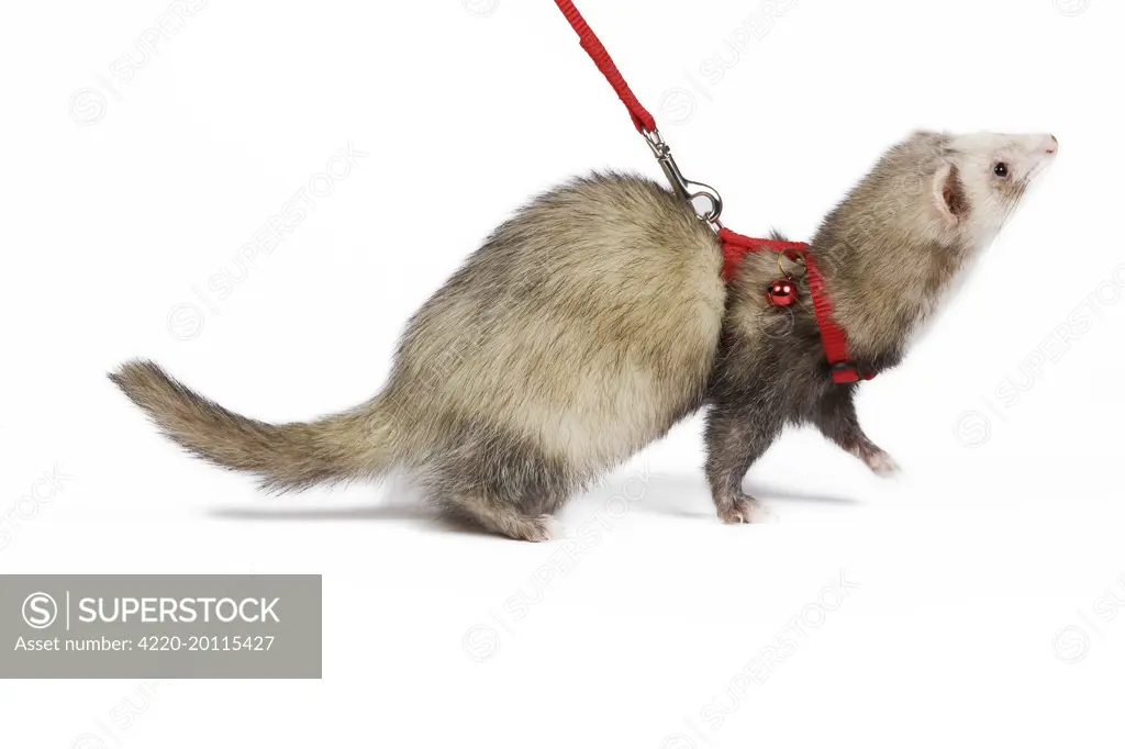 Ferret lead best sale