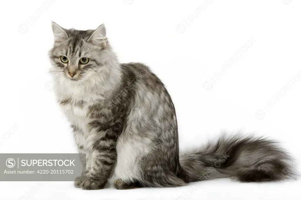 Cat - Siberian - long-haired black &amp; silver mackerel tabby 