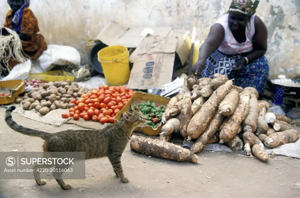 Cat - on the Island of Lamu. Kenya - Indian Ocean.