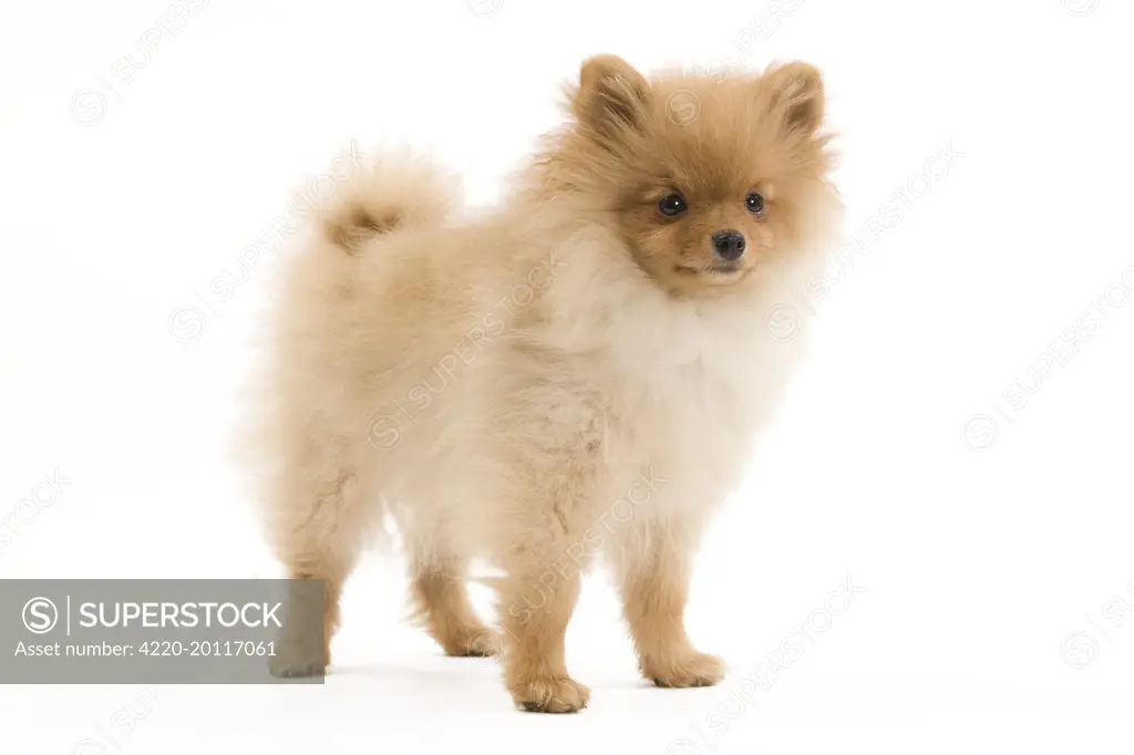 Dog - Dwarf Spitz / Pomeranian - 6 month old puppy - orange colourting. Also know as Spitz nain 