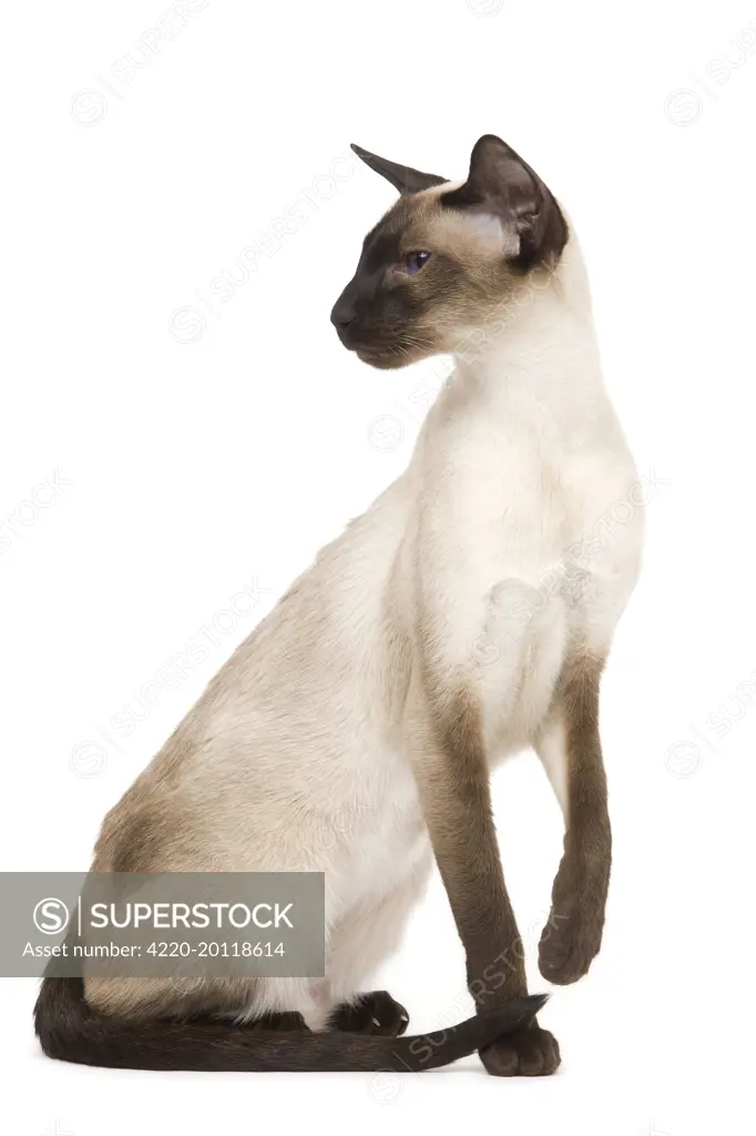 Cat - Siamese in studio - seal point colouring 