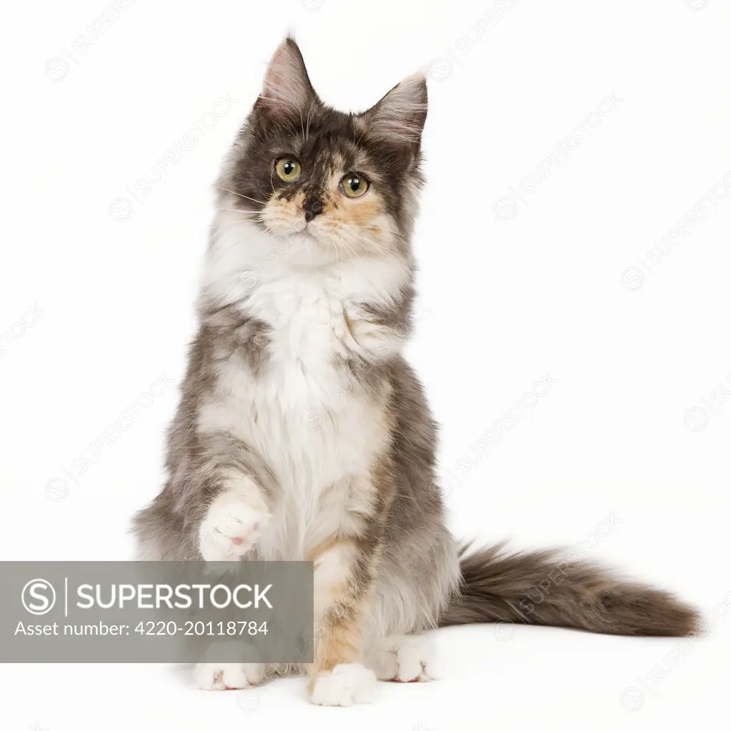 Cat - Maine Coon - 7 month old Black tortie smoke &amp; white in studio 