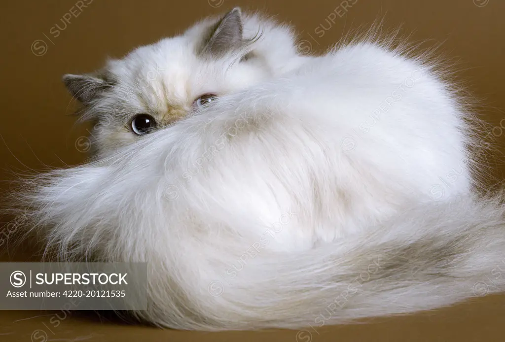 Cat - Persian colourpoint blue cream 