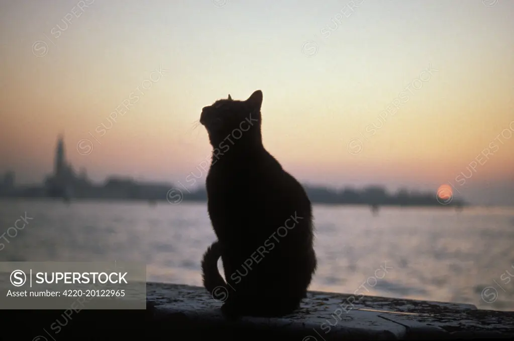 Cat on stone wall at sunset. Venice - Italy.