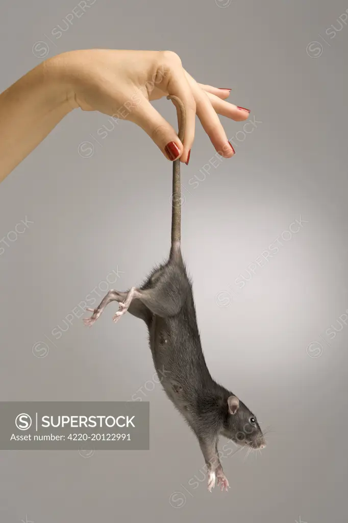 Chubby Orange Spotted Mouse Hanging, Held By The Tail Stock Photo