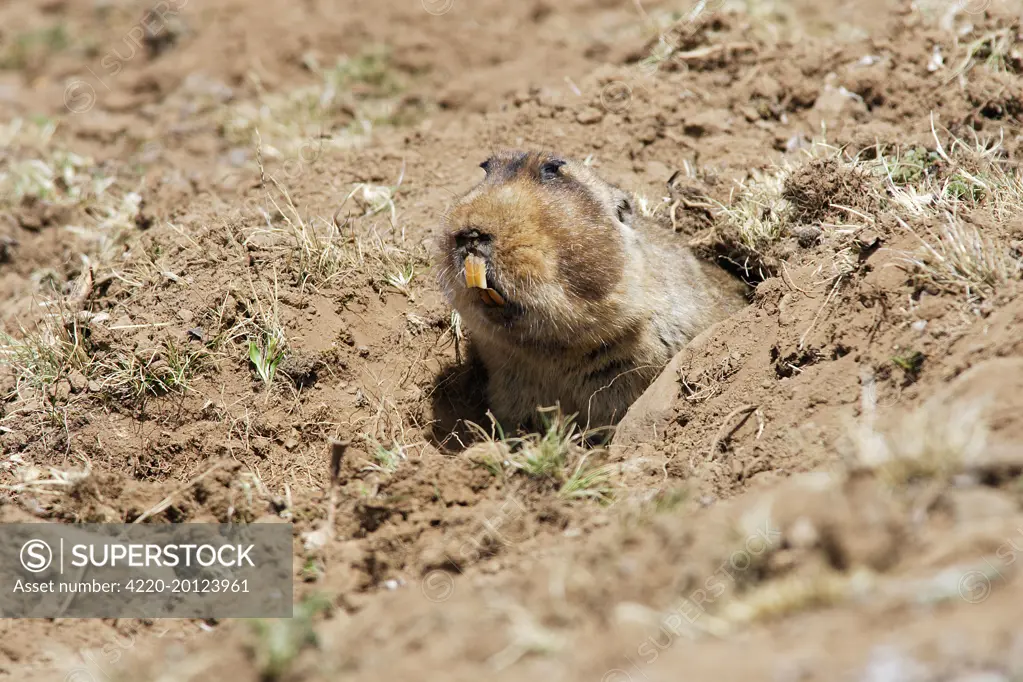 Giant Mole-rat (Tachyoryctes macrocephalus). Endemic to the Bale Mountains - Ethiopia - Africa. 4000 m- 4300 m. photographed in the wild in Ethiopia.