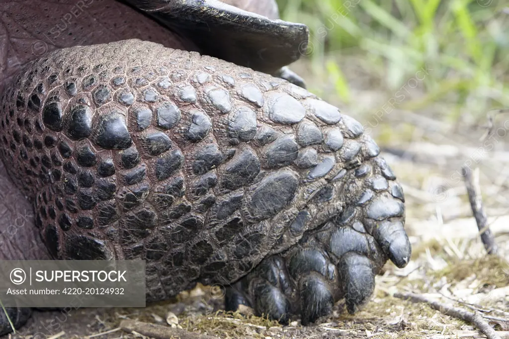 Galapagos Giant Tortoise - close-up of feet (Geochelone elephantopus). Galapagos islands.