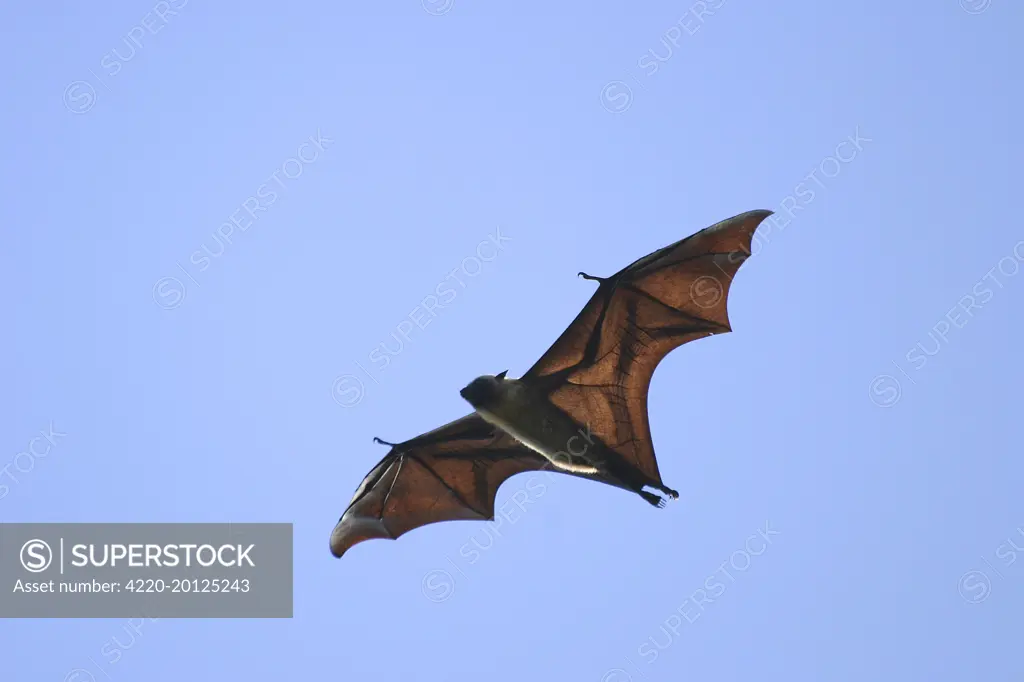 Fruit Bat  (Chelonia mydas). Mayotte Island Indian Ocean. endangered &amp; endemic to Mayotte.