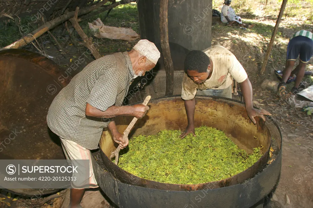 Ylang Ylang Tree - distillation (Cananga odorata). Mayotte Island Indian Ocean. The essential oil obtained from the Ylang Ylang plant is used in aromatherapy.