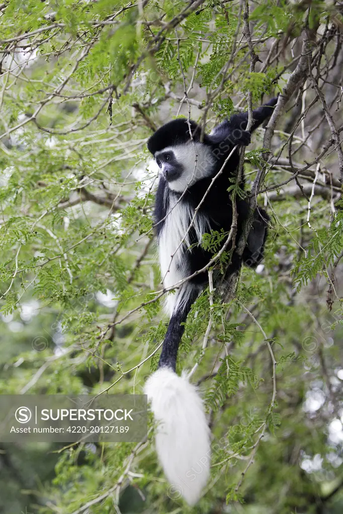 Western Black and White Colobus Monkey / King Colobus Monkey (Colobus polykomos). Awasa, Arsi Region, Ethiopia.