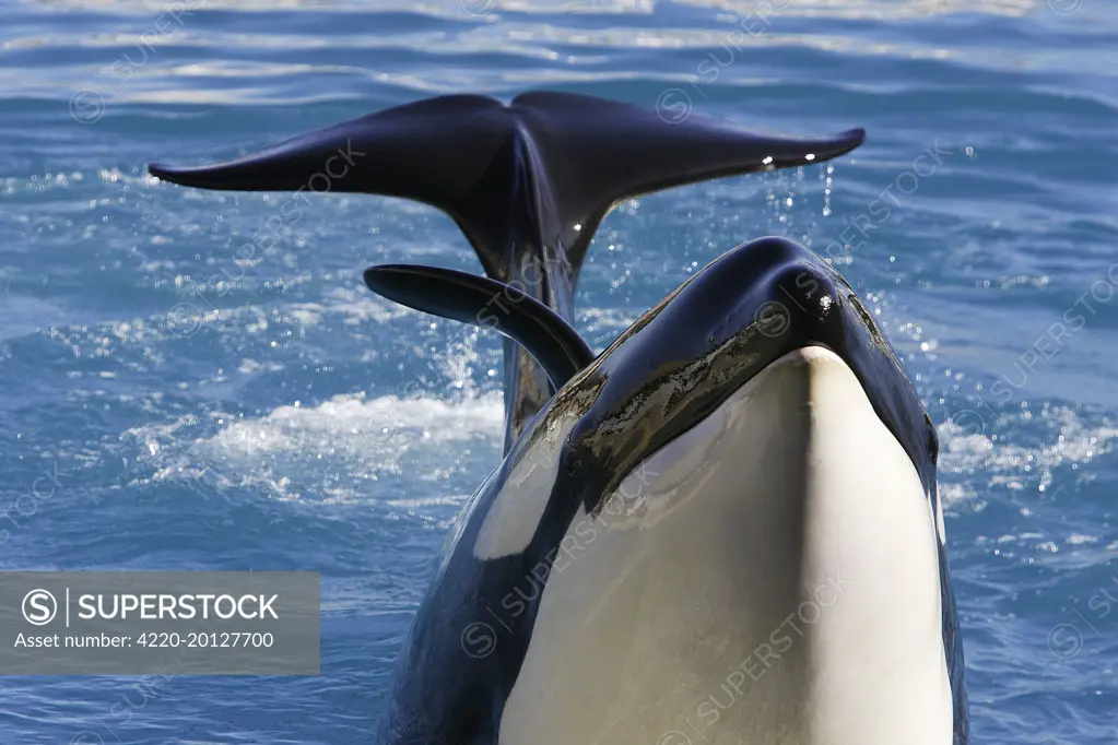 Killer Whale / Orca - performing at Aquarium (Orcinus orca). Marineland - France.