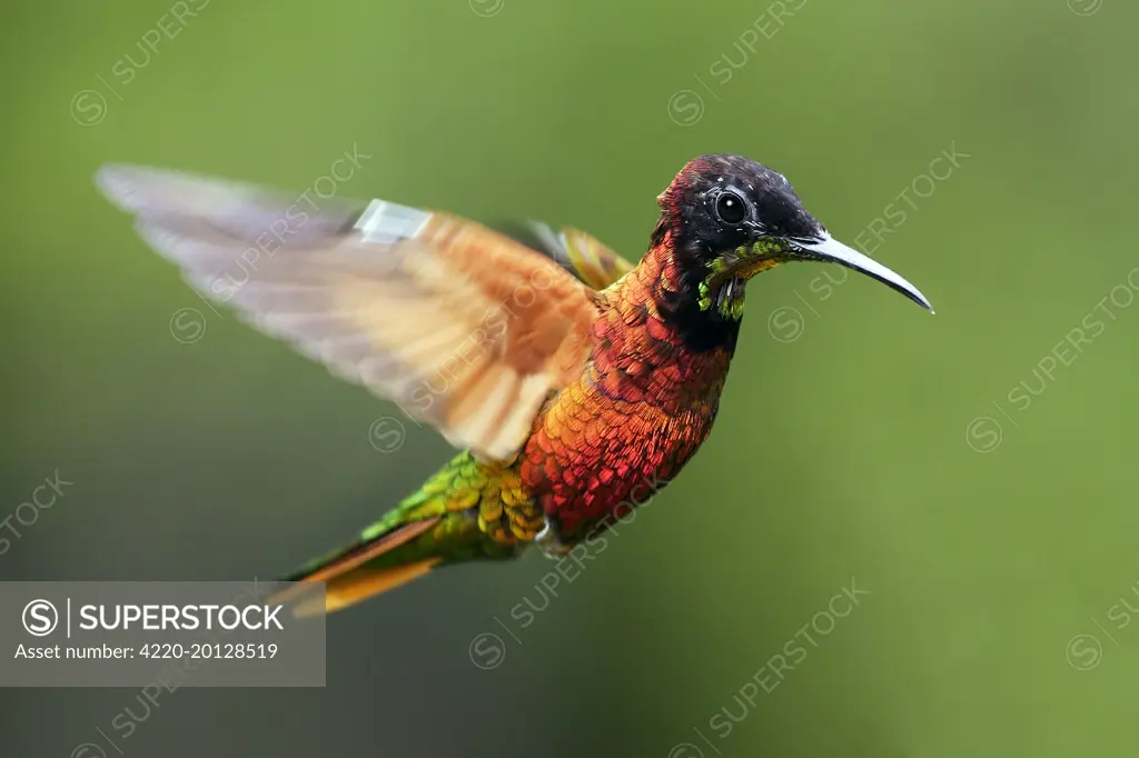 Hummingbird - Crimson Topaz - male (Topaza pella). Bolivar State - Venezuela.