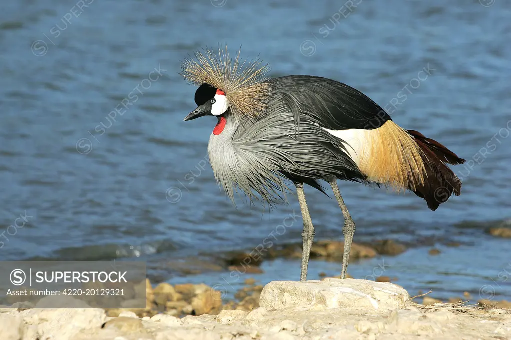 Black-crowned Crane. (Balearica pavonina ceciliae ). captive.