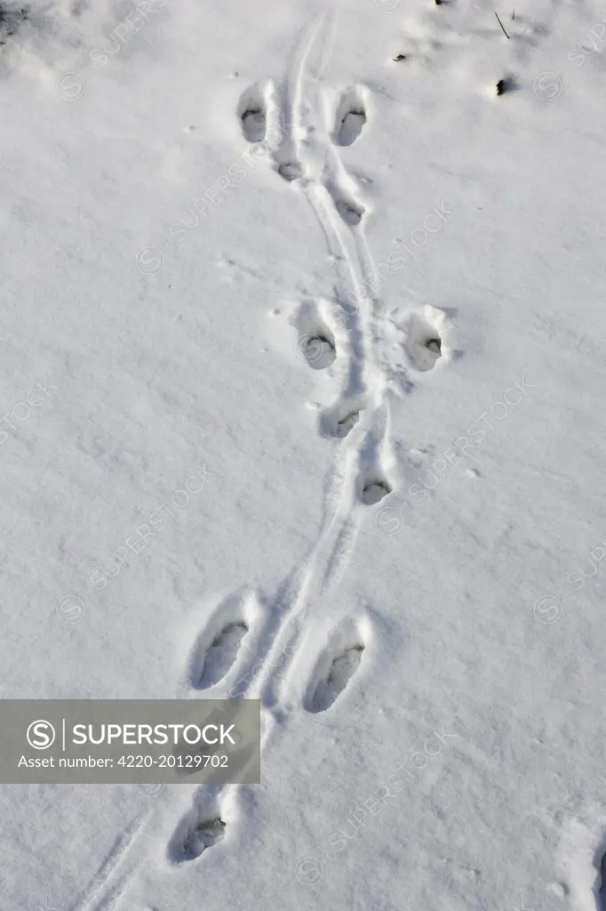 European Brown HARE - footprints in the snow (Lepus capensis europaeus). Alsace - France.