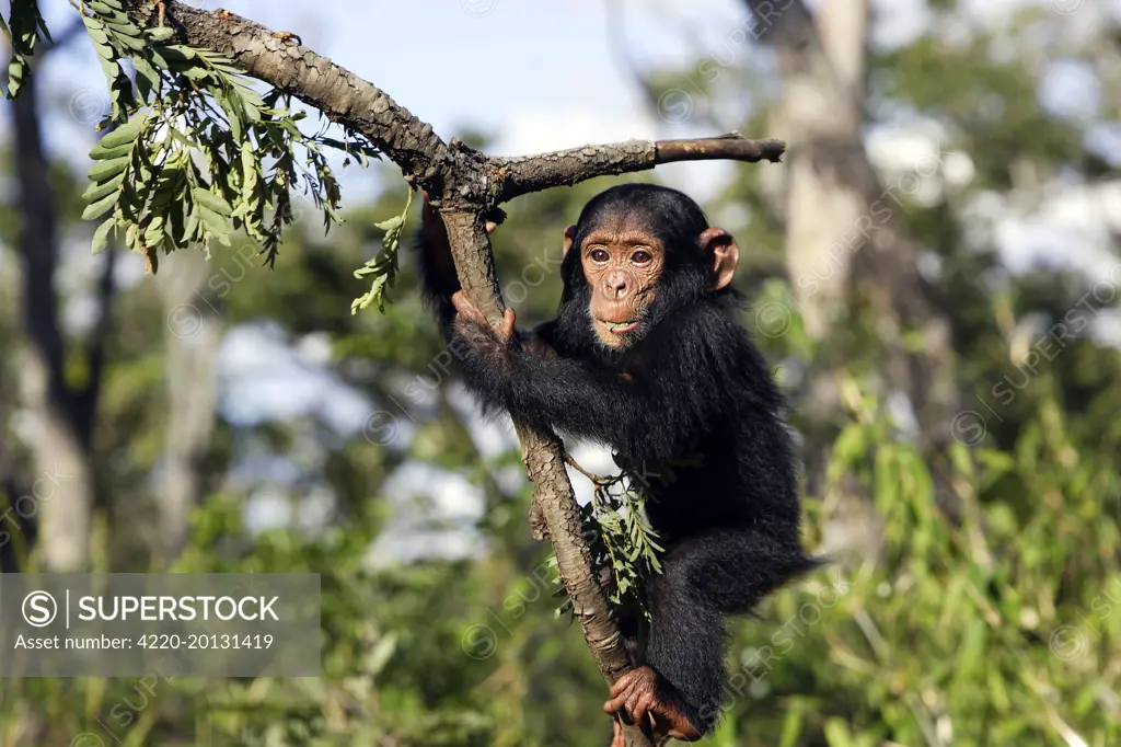 Chimpanzee  (Pan troglodytes). Chimfunshi Wildlife Orphanage - Zambia - Africa. Chimfunshi Wildlife Orphanage is recognised as the world&#x573; largest dedicated sanctuary for orphaned chimps.  As chimpanzees are not indigenous to Zambia it is not possible to free-release them locally, therefore 2,000 acres of forest land has been designated to the chimps.