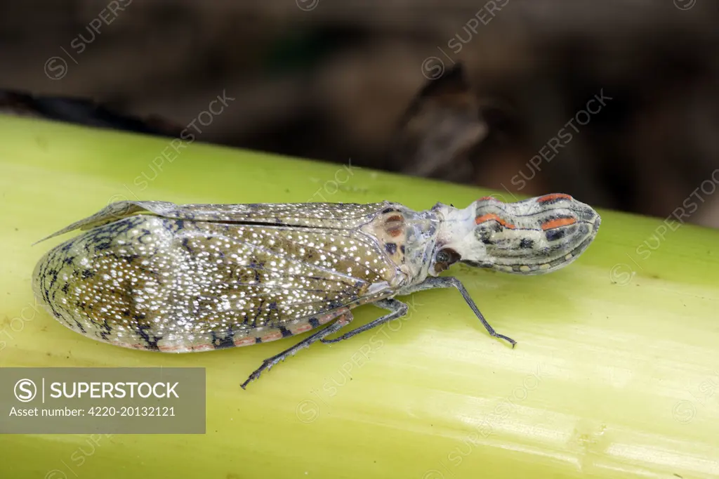 Lanternfly / 'Peanut-head Bug' / 'Alligator Bug' (Fulgora laternaria). Heath River Centre Amazon Peru.