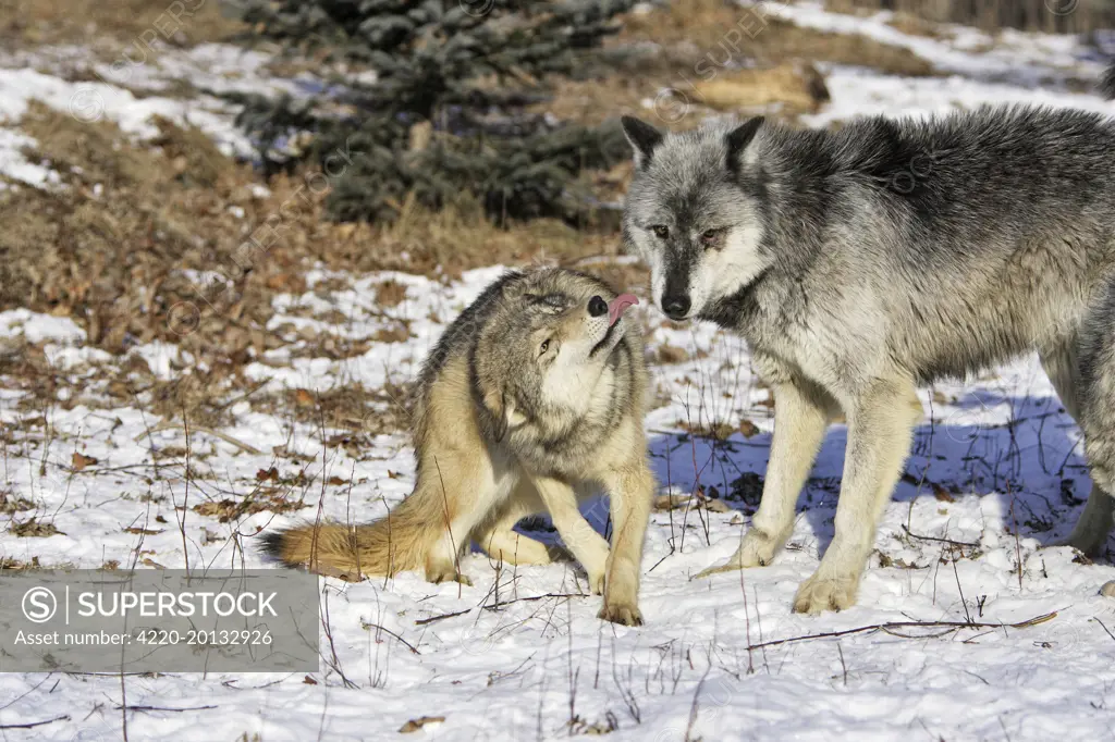 Wolf / Gray Wolf / Timber Wolf - submissive behaviour (Canis lupus). Minnesota USA.