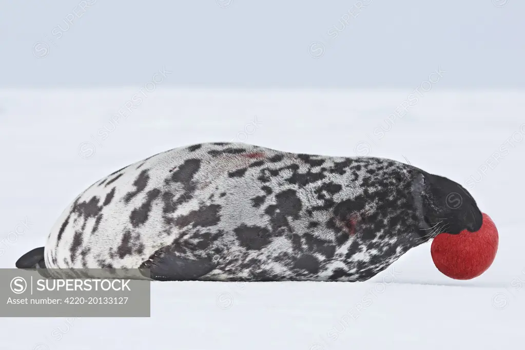 Hooded Seal (Cystophora cristata). Magdalen Islands Canada.