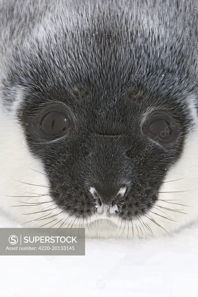 Hooded Seal - a day old (Cystophora cristata). Quebec, Canada.
