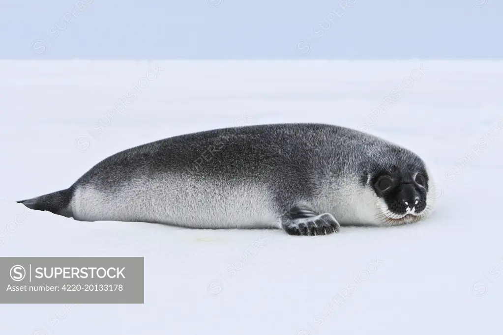 Hooded Seal - 4 day old young (Cystophora cristata). Magdalen Islands Quebec Canada.