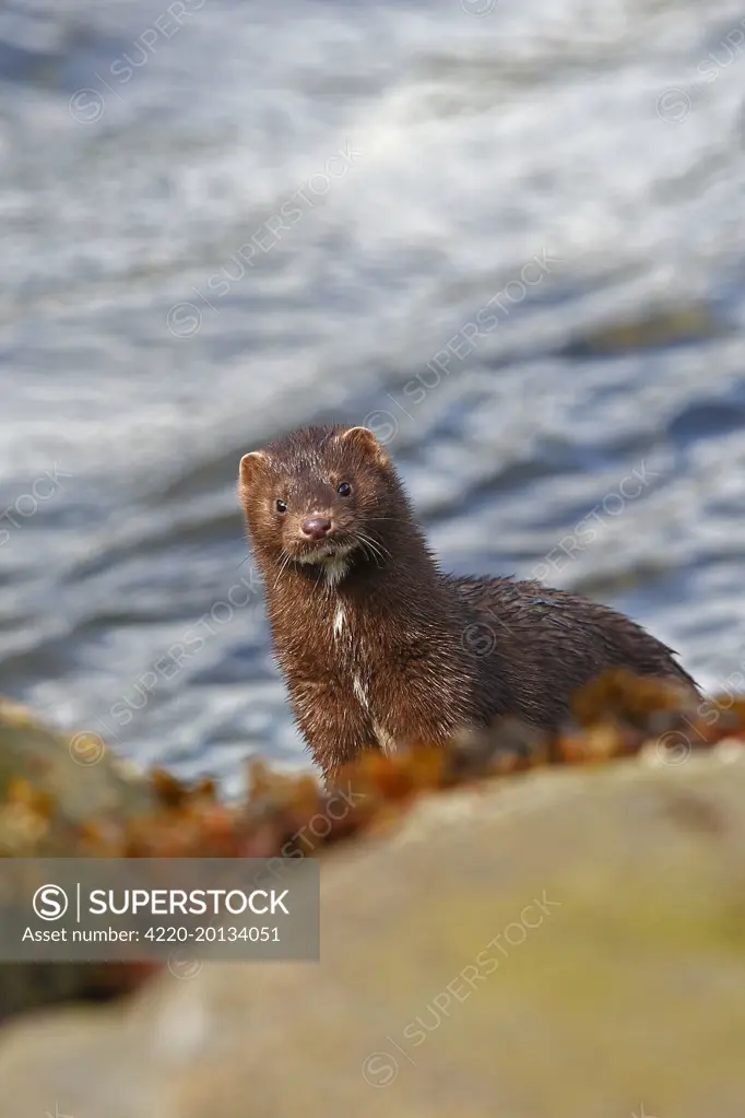 American Mink (Mustela vison). Khuzemateen Grizzly Bear Sanctuary - British Colombia - Canada.