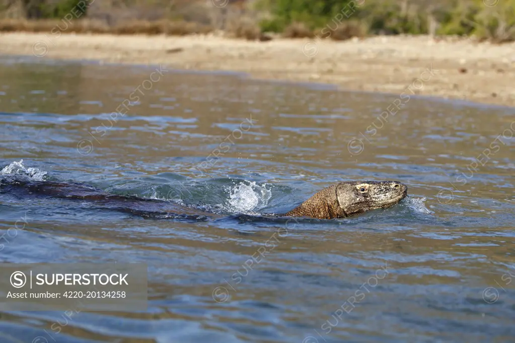 Komodo dragon - swimming.  (Varanus komodoensis). Komodo Island - Indonesia.