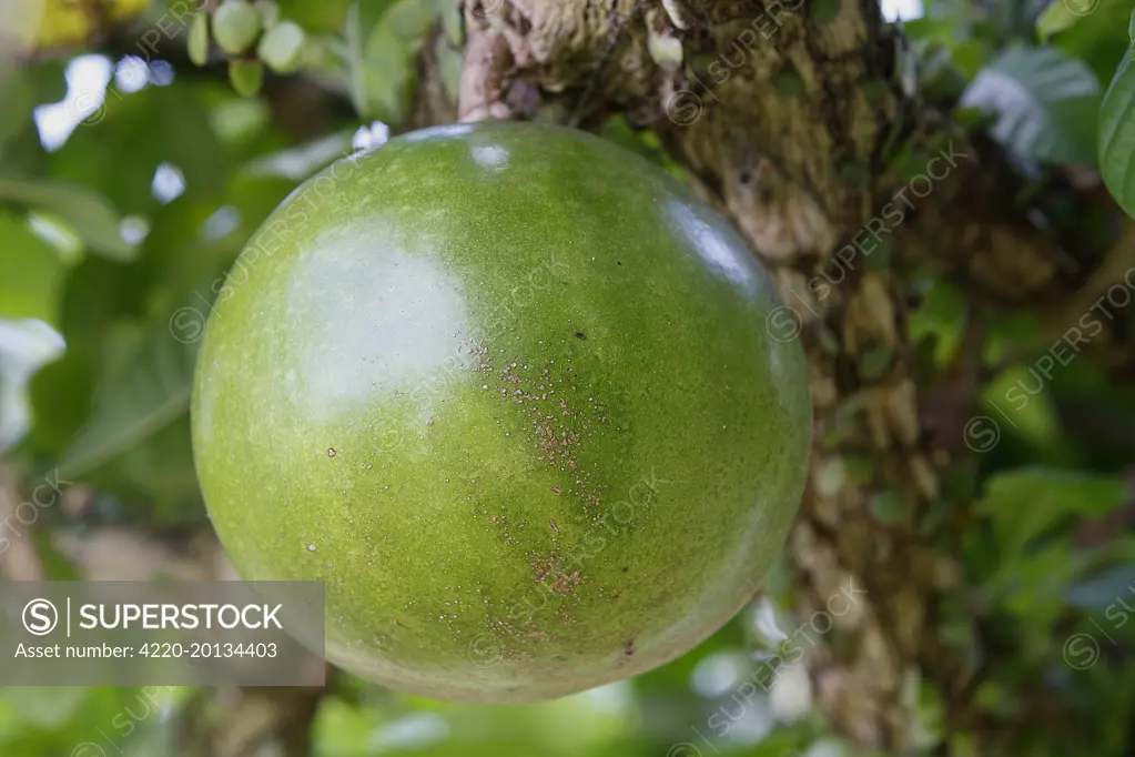 Calabash tree - gourd / fruit.  (Crescentia cujete). Bali - Indonesia.