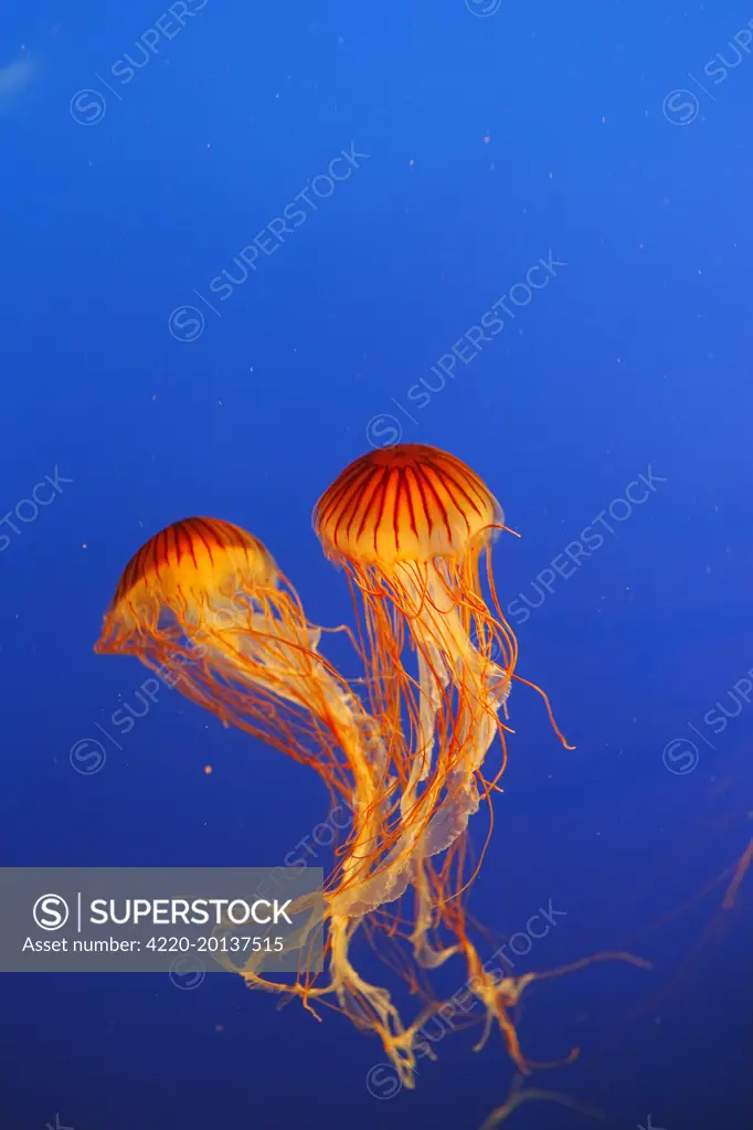 Japanese / Pacific Sea Nettle / Jellyfish (Chrysaora melanaster). Vancouver Aquarium - Canada.