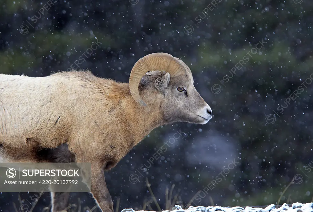 Rocky Mountain Bighorn Sheep - in snow (Ovis canadensis canadensis). Jasper National Park - Rocky Mountains - Alberta - Canada.