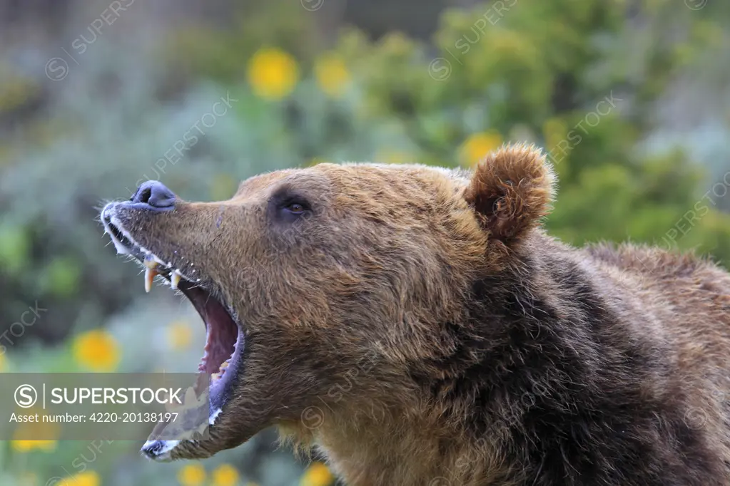 Grizzly bear - roaring / calling (Ursus arctos horribilis). Montana - USA.