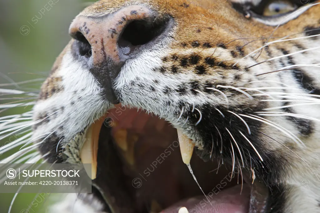 Siberian Tiger - close up with Jacobson's organ which is an auxiliary olfactory sense organ to detect female in heat (Panthera tigris altaica)