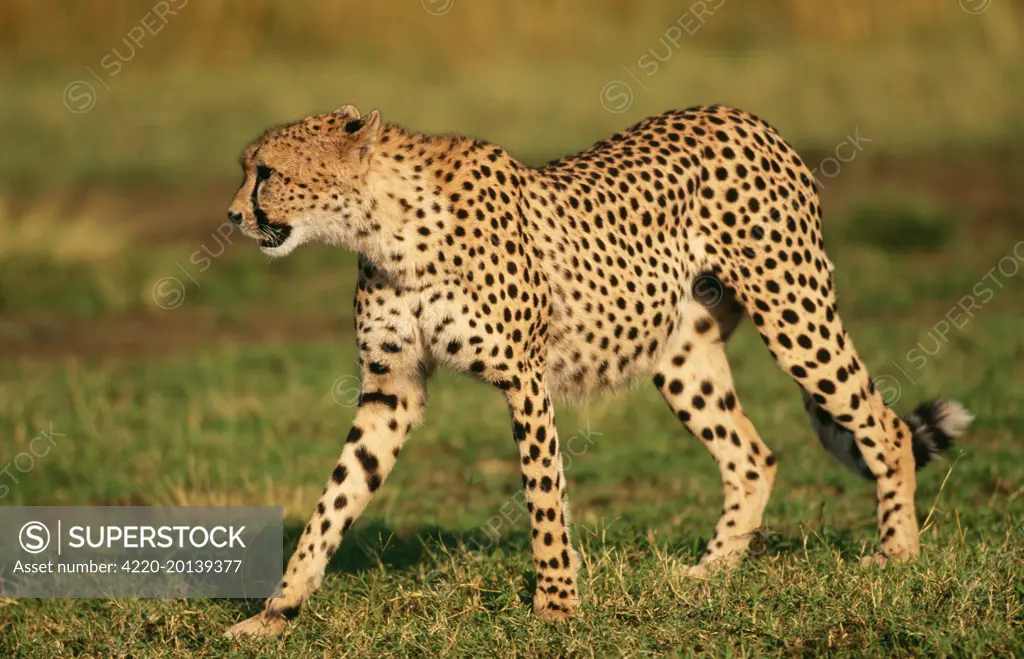 CHEETAH - walking, side view. (Acinonyx jubatus). Royal South Africa.