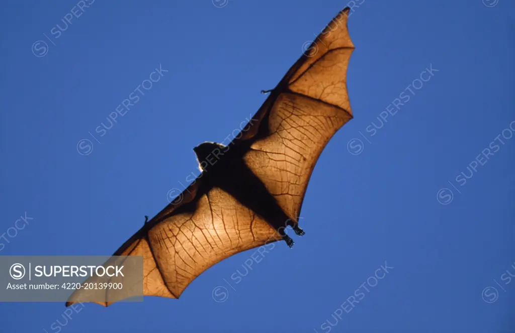 Fruit BAT -  in flight (Pterofus rufus      ). Madagascar.