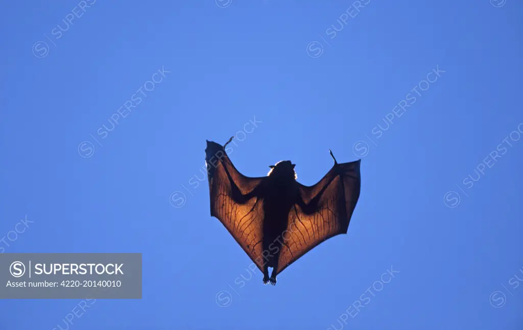 Madagascar Flying Fox / Fruit Bat (Pteropus rufus). Madagascar.