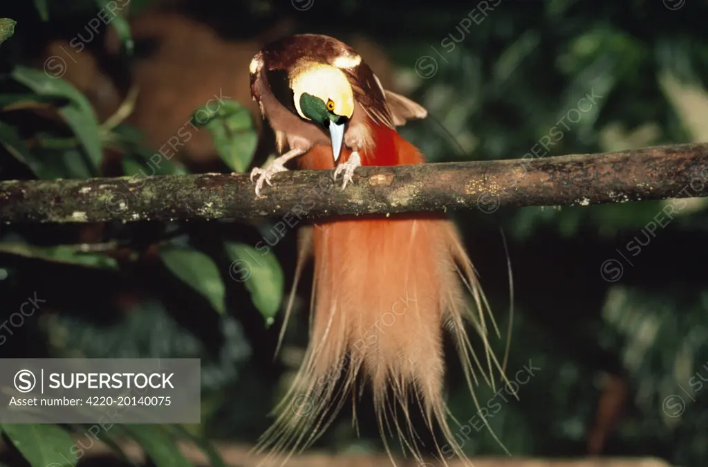 RAGGIANA BIRD OF PARADISE (Paradisaea raggiana). Papua New Guinea.