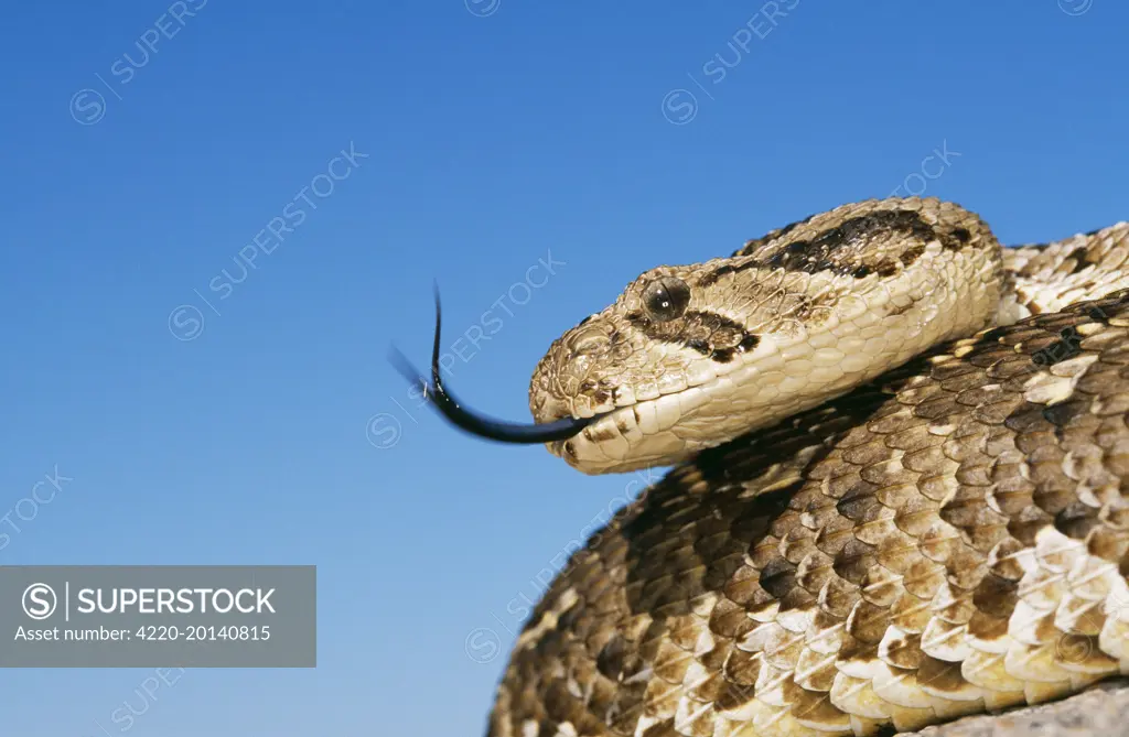 PUFF ADDER - with forked tongue extended (Bitis avietans ). Namibia, Africa.