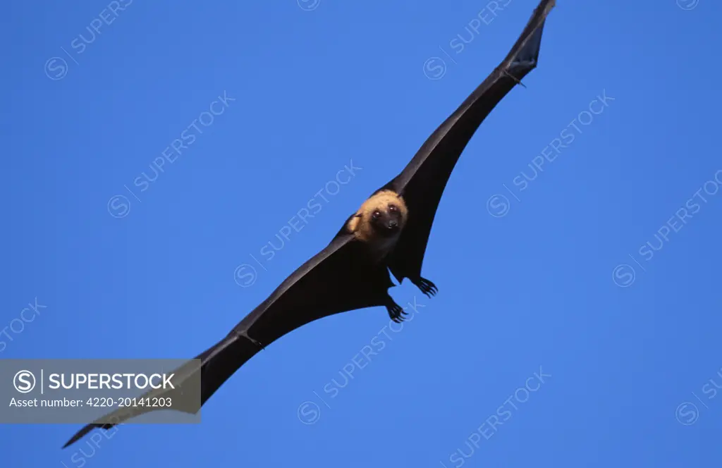 FLYING FOX - in flight (Pteropus seychellensis). Seychelles. Also found on Comoro Island, Aldabra Island and Mafia Island.