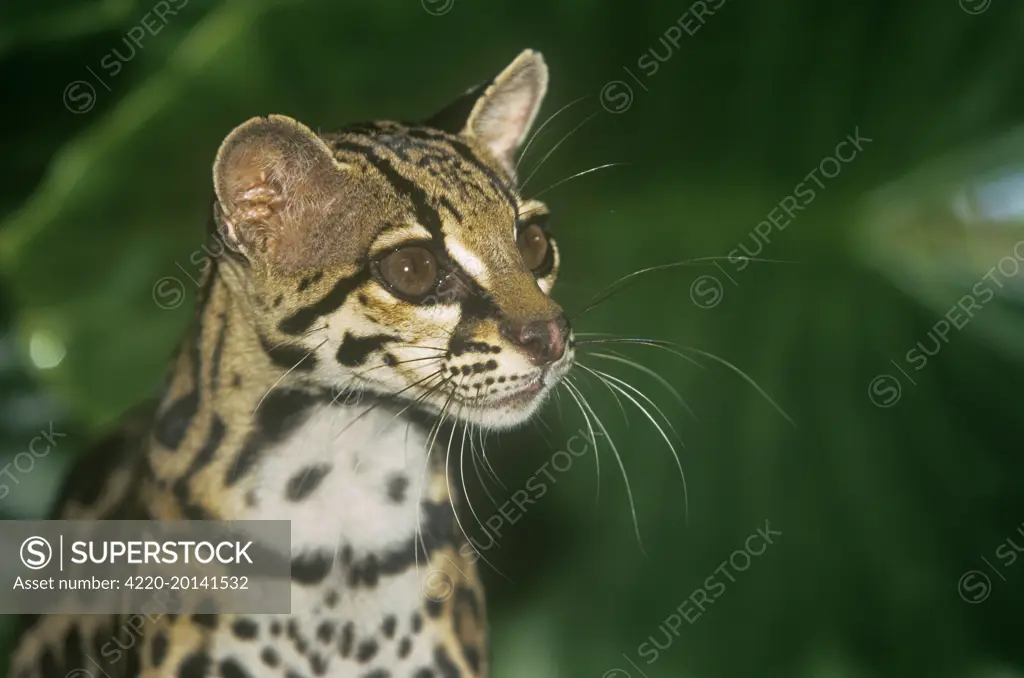 Margay / Tree Ocelot (Leopardus wiedii)